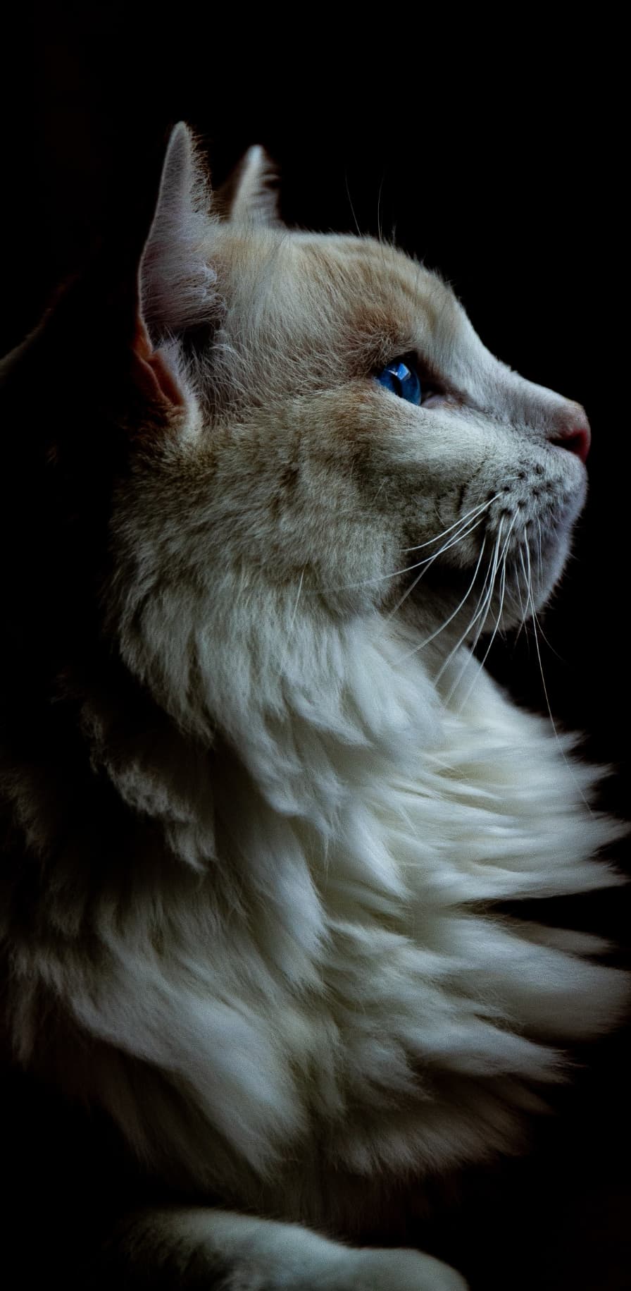 overlaying phone image